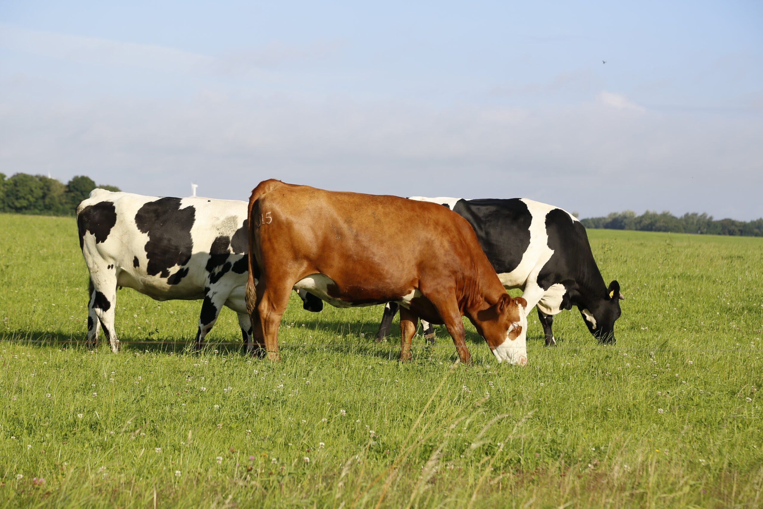 Home closeup shot of cows grazing in a field on a sunny afternoon