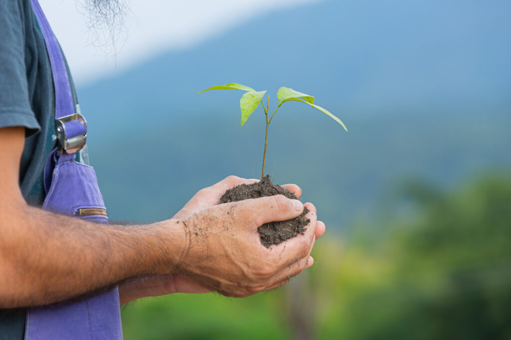 close up picture of gardener's hand holding the sapling of the p