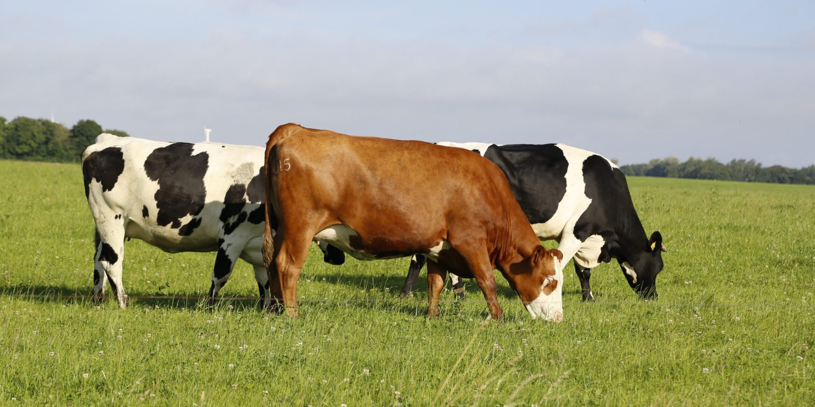closeup shot of cows grazing in a field on a sunny afternoon